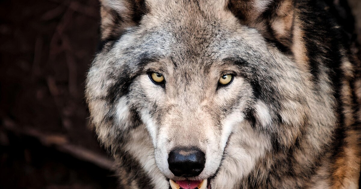 Vergunning om Nederlandse ‘probleemwolf Bram’ af te schieten: “Direct ...