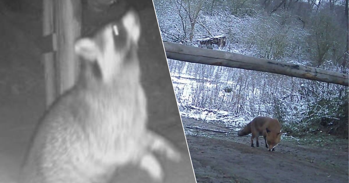 Grote variëteit aan dieren vindt de weg langs nieuw ecoduct over Sint-Annaknooppunt
