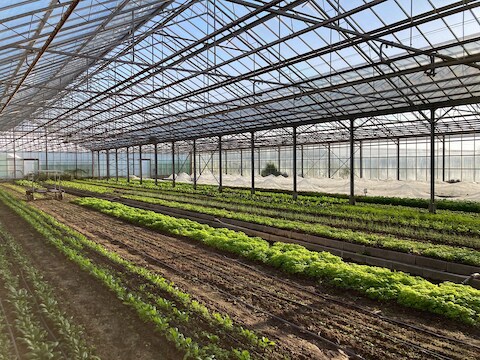 Zelfoogstboederij Rawijs in Lochristi organiseert een korte keten-markt met lokale makers.