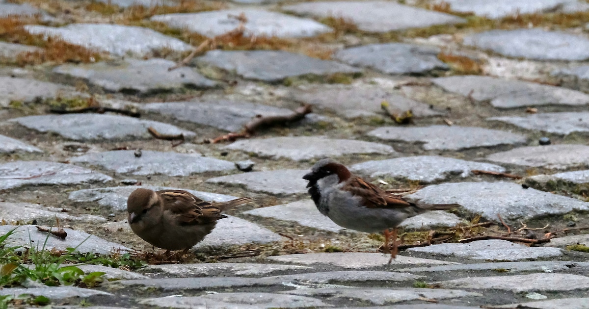 Stad Mechelen deelt mussenloften uit: “We willen de huismus opnieuw op nummer één zien staan”