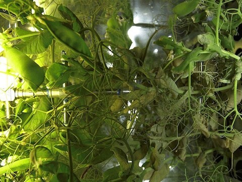 Peultjes groeien in de broeikas van het ISS.