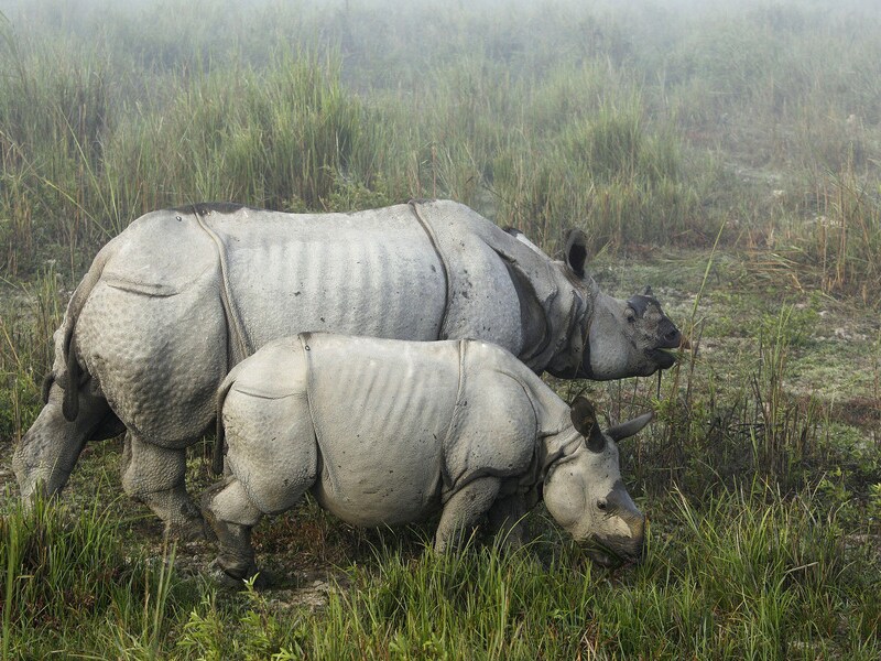Twee neushoorns in het Indiase Kaziranga National Park.