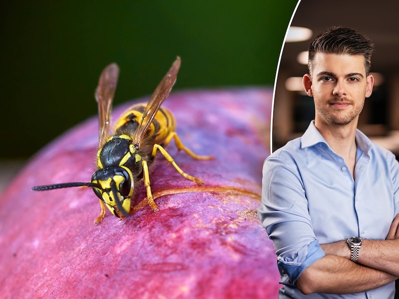 Bijna vier keer minder wespen gespot dan vorig jaar: “Maar dat is niet per se goed nieuws”