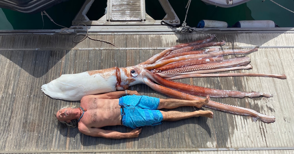 gigantische-inktvis-van-meer-dan-200-kilo-opgevist-nabij-tenerife