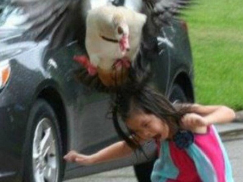 Deze gans laat niet met zich sollen.