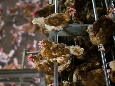 In Nederland geldt sinds kort een ophokplicht bij pluimveebedrijven