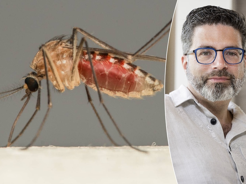Het westnijlvirus wordt verspreid via muggen. “Vroeger kwam het vooral voor in Zuid-Europa en Afrika”, zegt viroloog Steven Van Gucht. “Door de klimaatopwarming zien we het al een aantal jaar opschuiven naar het noorden.”