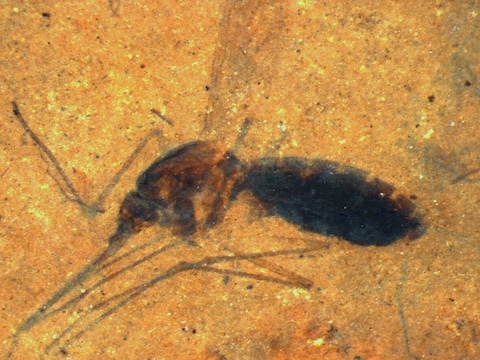 Het muggenfossiel kwam uit de collectie van een Amerikaanse insectenkenner.