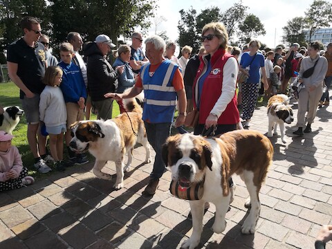De wandeling met Sint-Bernardushonden trekt jaarlijks veel volk