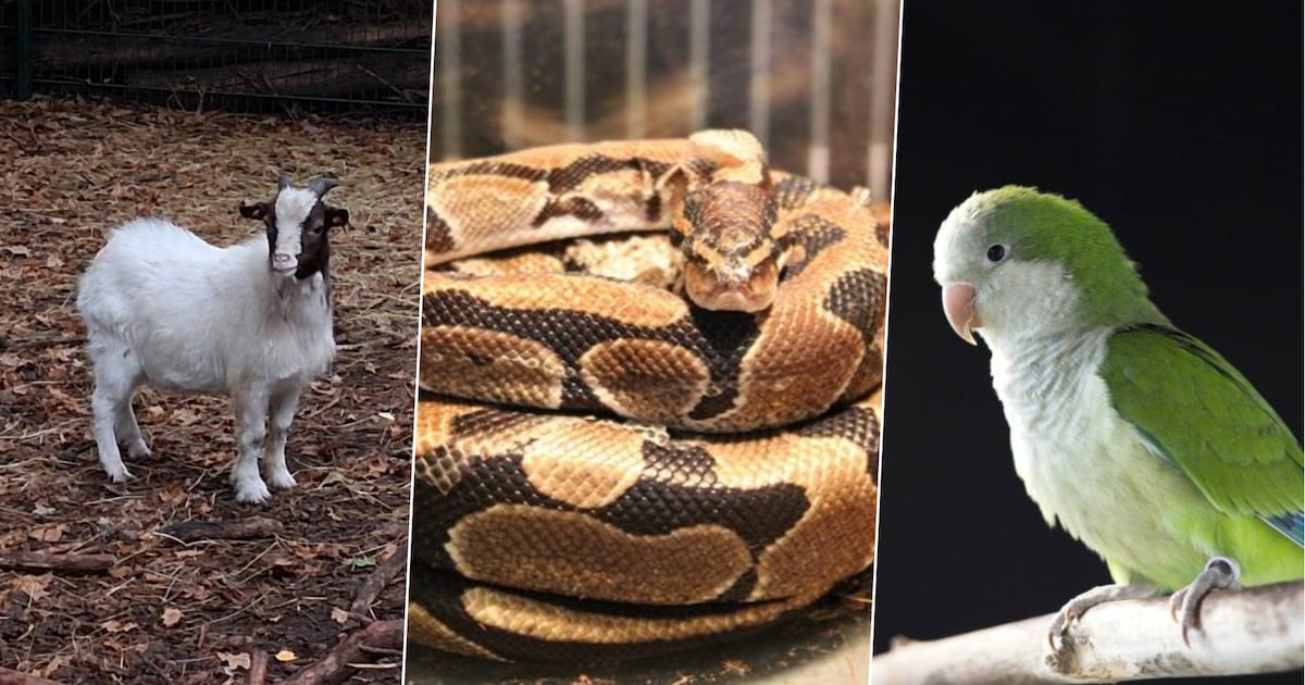 Herten, slangen én zelfs wallaby wachten op nieuwe thuis: voor deze dieren zoekt Natuurhulpcentrum O