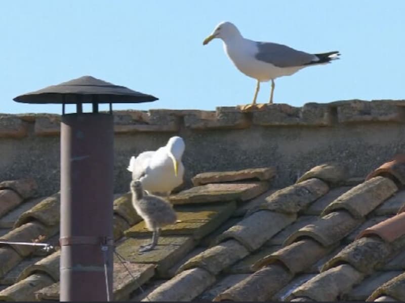 KIJK. Gezin meeuwen steelt de show wanneer witte rook te zien is