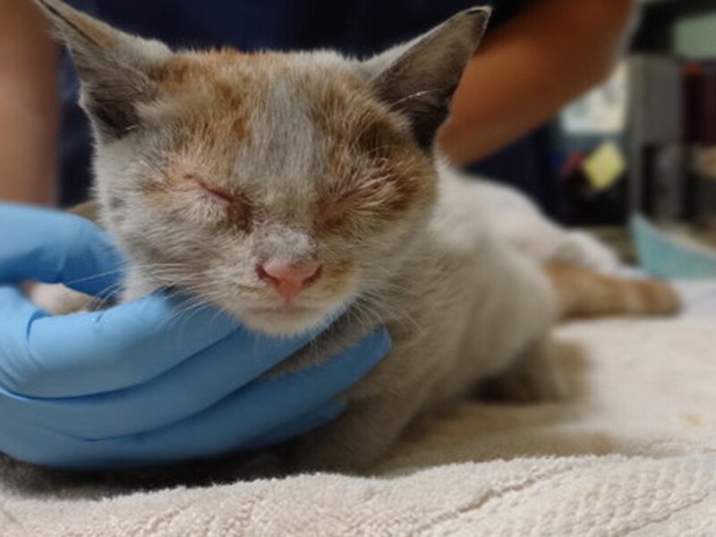Ni Hao herstelt voorspoedig. © Carson Animal Care Center.