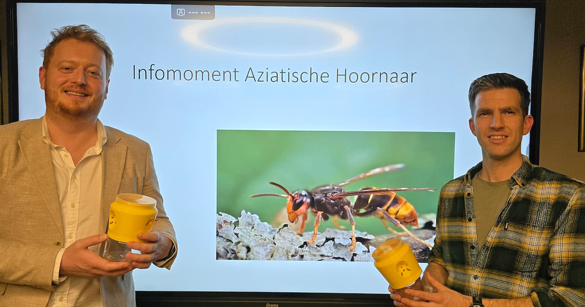 Recordopkomst voor infoavond over Aziatische hoornaar in Opwijk: “Inwoners zijn bereid om zelf actie