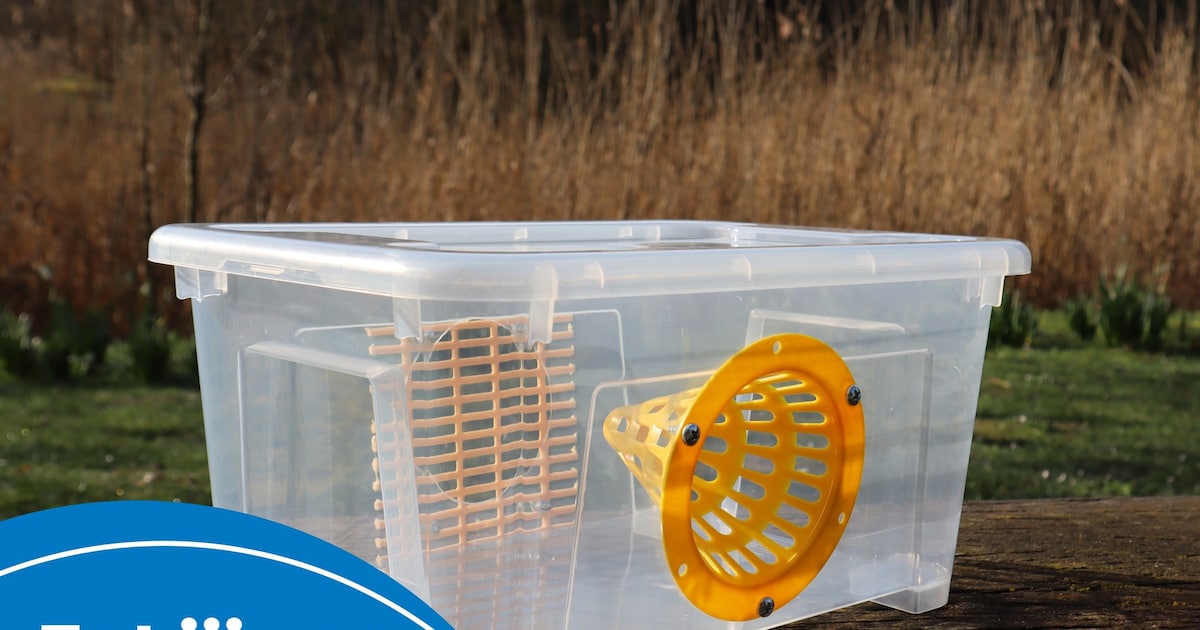 Gemeente Erpe-Mere stelt 100 lentevallen ter beschikking om de verspreiding van de Aziatische hoorna