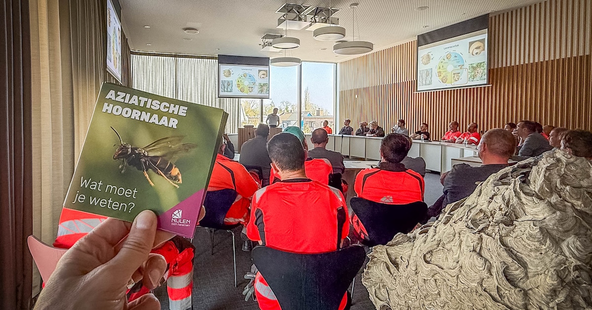 Werkmannen én inwoners in actie tegen Aziatische hoornaar in Nijlen