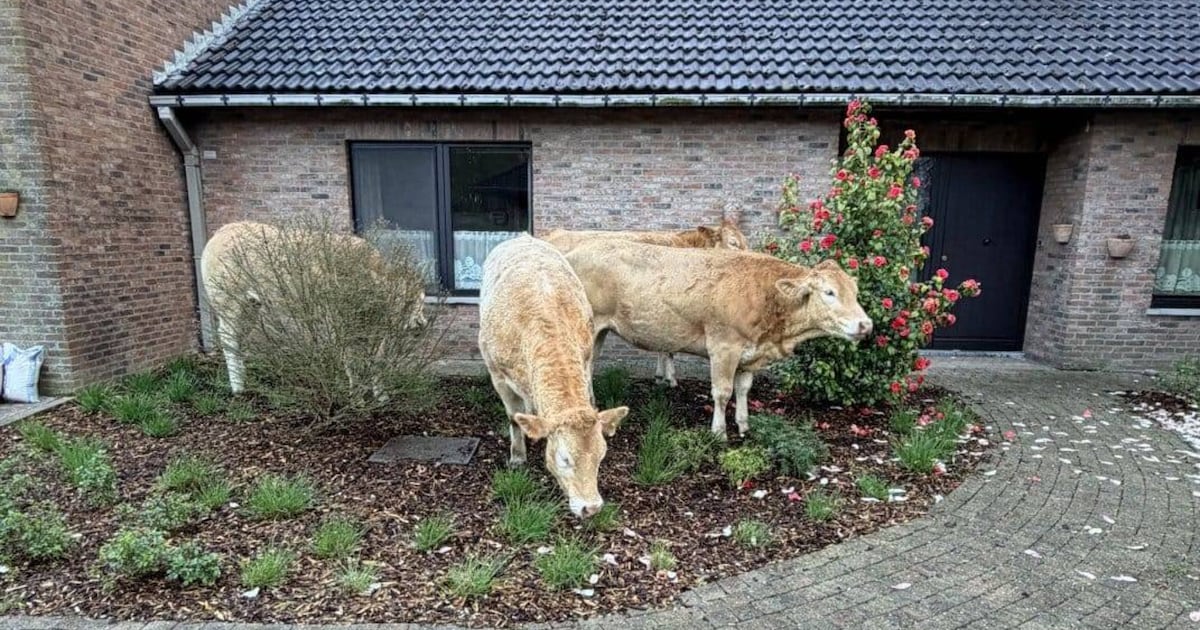 En plots staan vier koeien te grazen in je voortuin: dieren breken uit ...