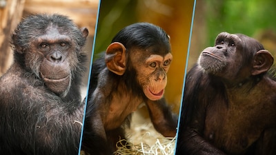 Mysterie opgelost: alfaman Tambuzi is volgens DNA-onderzoek de papa van chimpansee Zabari in Antwerpse Zoo