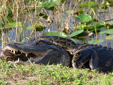 De alligators van Florida krijgen het aan de stok met de ingeweken pythons.