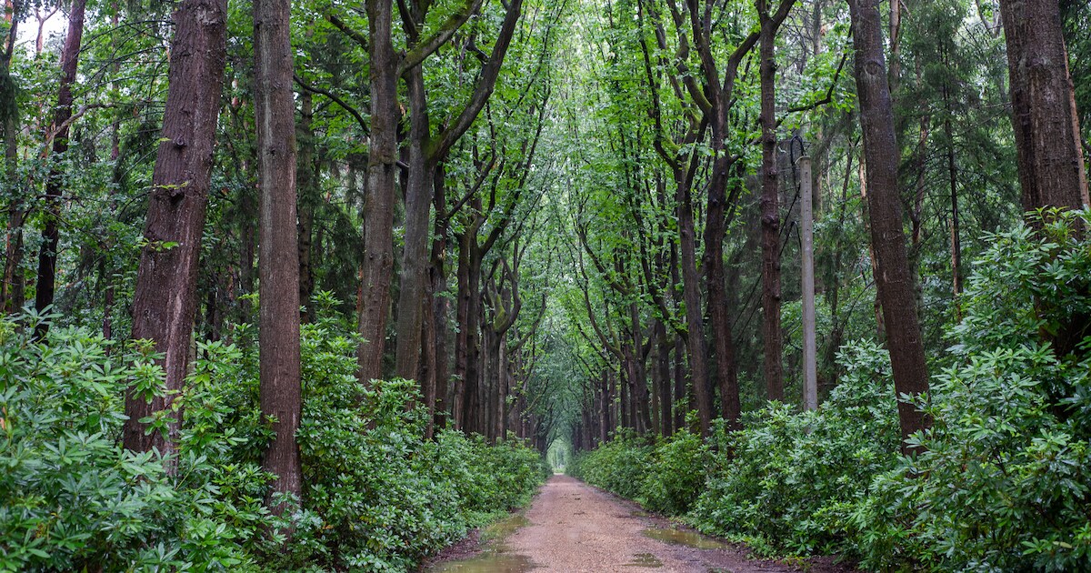 Gezocht: monumentale Zoerselse bomen | Regio | HLN.be