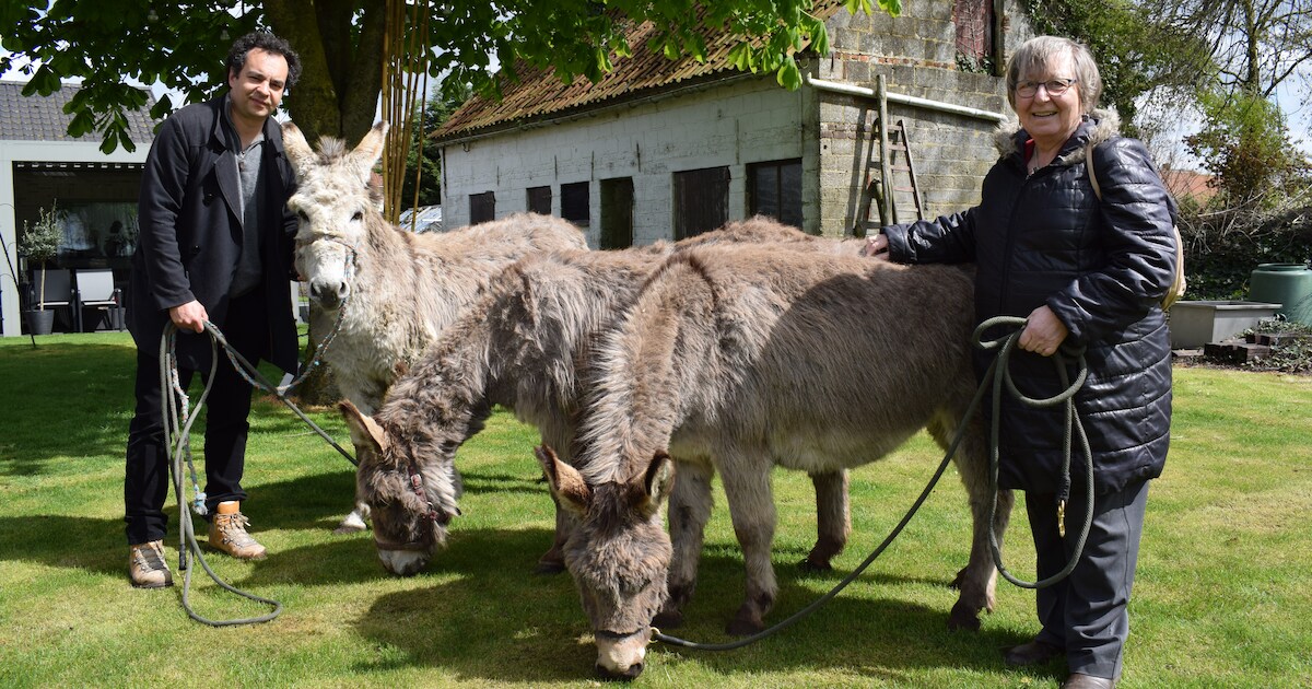 Op wandel met muildier en programma Ezelsfeesten bekend: Bassevelde ...