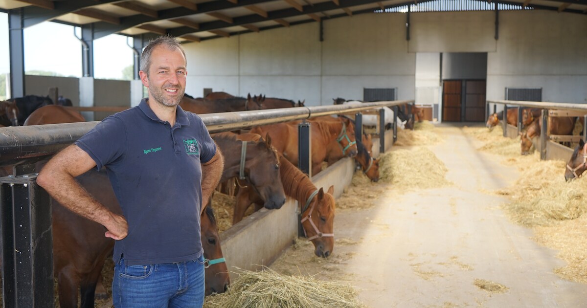 Dierenkliniek Aan De Watergang specialiseert zich in transplantatie van paardenembryo’s. “Sportpaard