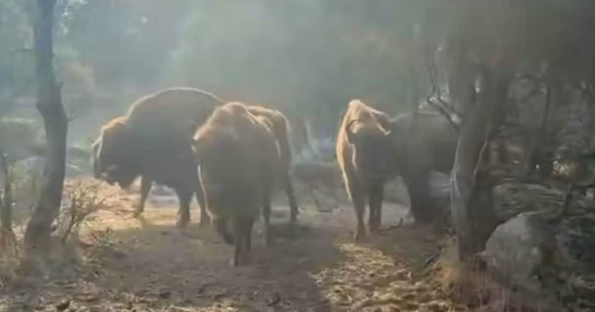 Boer keert na vuurzee terug en vreest het ergste, tot hij ziet wat zijn bizons hebben klaargespeeld: