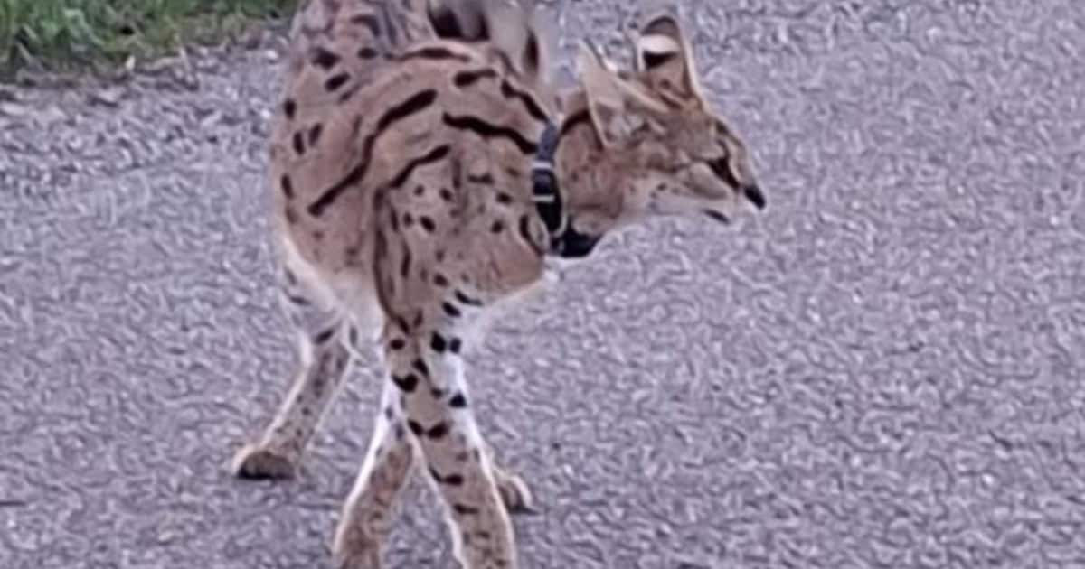 Nederlandse politie waarschuwt voor loslopende tijgerkat: 