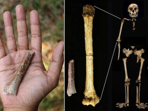 Het stukje opperarmbot van de uitgestorven mensensoort Homo floresiensis // Het bot van 700.000 oud (links) naast dat van een latere Homo floresiensis dat 60.000 jaar oud is, beide op dezelfde schaal weergegeven. De vergelijking suggereert dat die vroegere Homo floresiensis met een geschatte lengte van 1 meter nog kleiner was dan de latere, die ongeveer 1.06 meter lang zou zijn geweest.