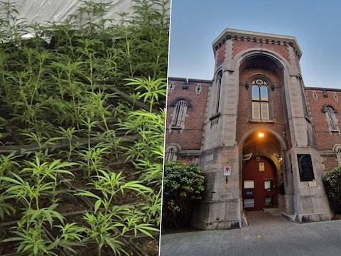 Links een illustratiebeeld van een cannabisplantage. Rechts de gevangenis van Antwerpen, waar de veroordeelde 44-jarige man zijn celstraffen moet uitzitten.