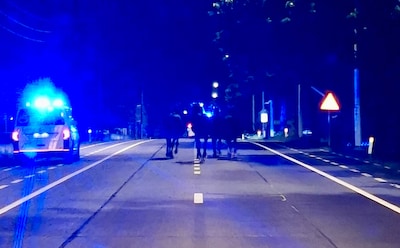 Vier paarden maken nachtelijke uitstap in de buurt van Leuven: “Ze konden tweemaal ontsnappen”