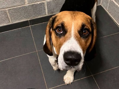 De politie ontfermt zich voorlopig over de hond.