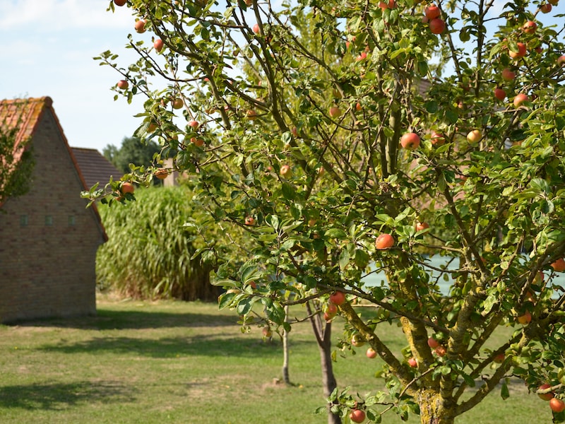 Inwoners mogen appels in de openbare boomgaarden plukken in Middelkerke
