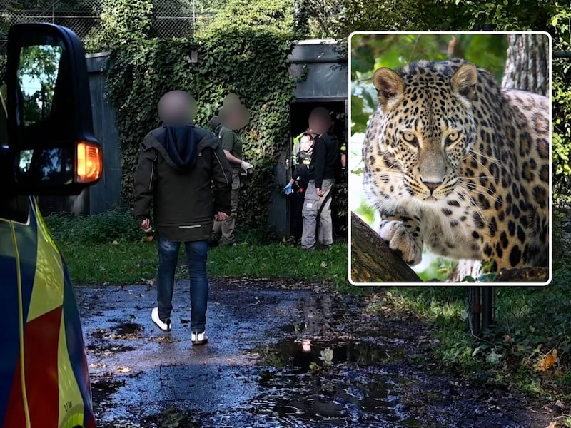 Hulpdiensten in de Beekse Bergen na de aanval. Kleine foto: een Perzische panter