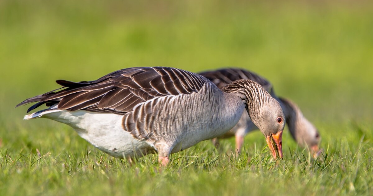 Boer eist 180.000 euro, maar krijgt nog geen tiende voor door ganzen aangevreten wortels