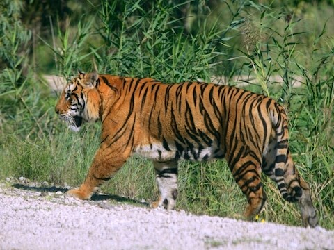 Bengaalse tijger