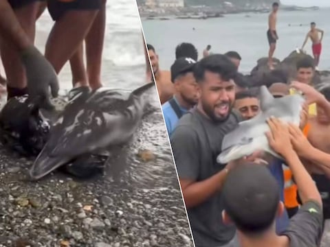 Ophef in Ceuta na beelden van migranten die dode babydolfijn als trofee omhooghouden