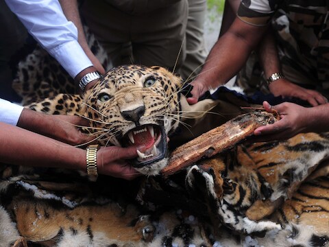 Indische boswachters verzamelen tijgervellen en een opgezet luipaard op een geïmproviseerde brandstapel om de smokkelwaar te verbranden.