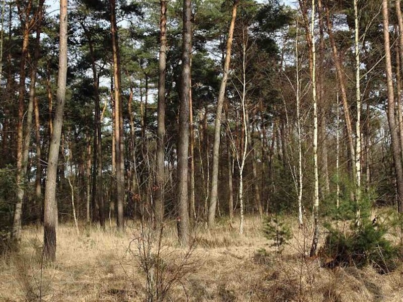 Hoe wordt een stukje grond natuur? Wommelgemse milieuraad duikt in verhaal achter lokale natuurgebieden