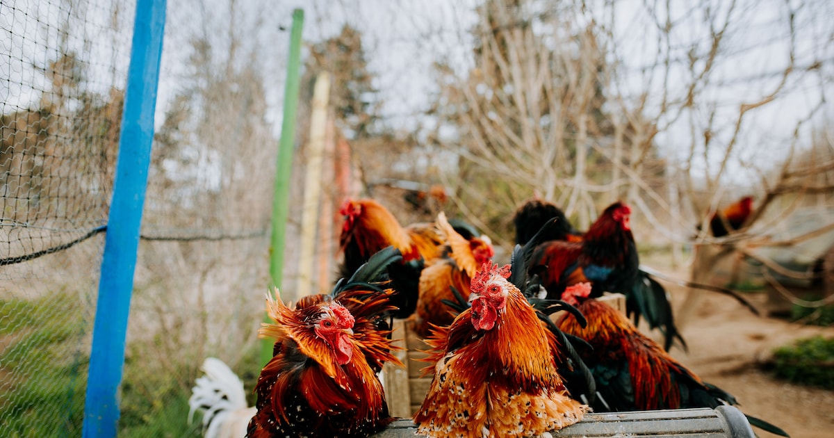 Politie neemt 29 vechthanen in beslag in Heusden-Zolder na controle bij eigenaar