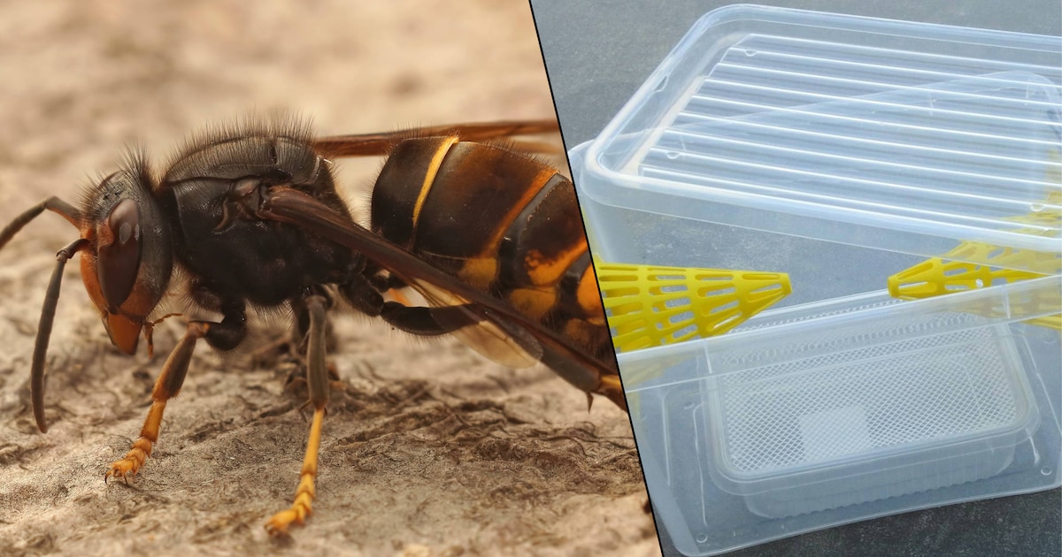 Verkoop van selectieve vallen voor de Aziatische hoornaar