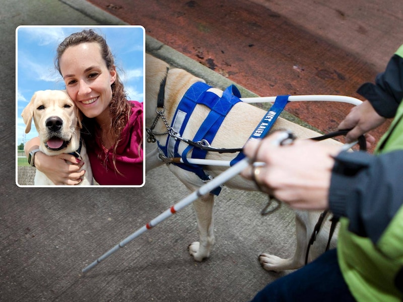 “Goede honden vinden is ontzettend moeilijk”: Birgit uit Jabbeke start project voor toekomstige blindengeleidehonden