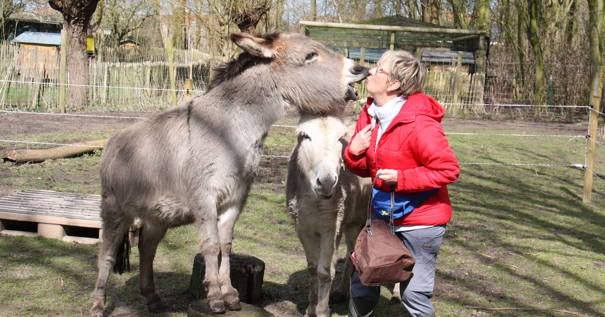 Van creatief met klei tot carnavalszwemmen: Nieuwpoort gaat voor een kindvriendelijke krokusvakantie