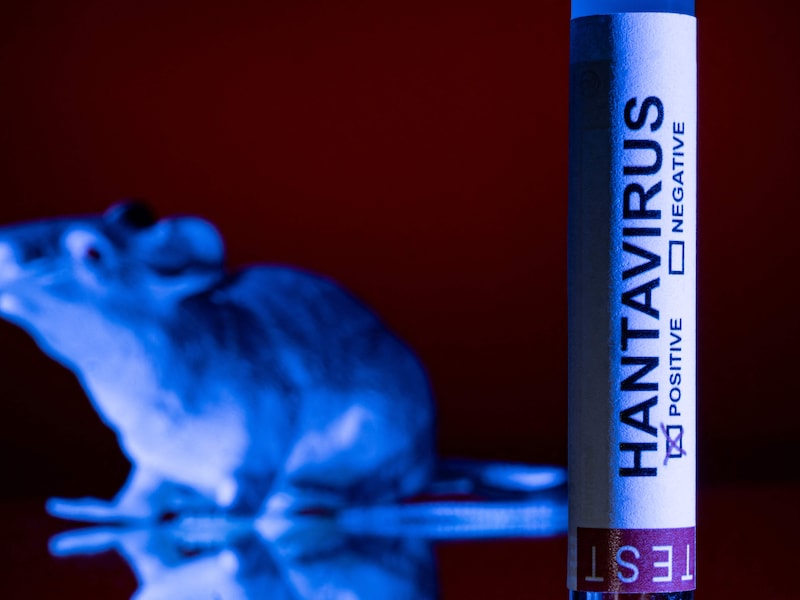 Wetenschappers ontwikkelden jaren geleden bijna vaccin tegen hantavirus, maar moesten stoppen door geldtekort