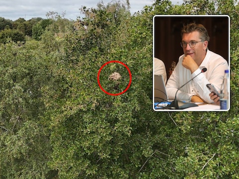 Nest Aziatische hoornaars gelokaliseerd in Assebroek: doorgang natuurdomein vanaf maandag opnieuw open