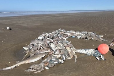 “Vreselijk om te zien”: honderden dode haaien aangespoeld op strand in Verenigd Koninkrijk