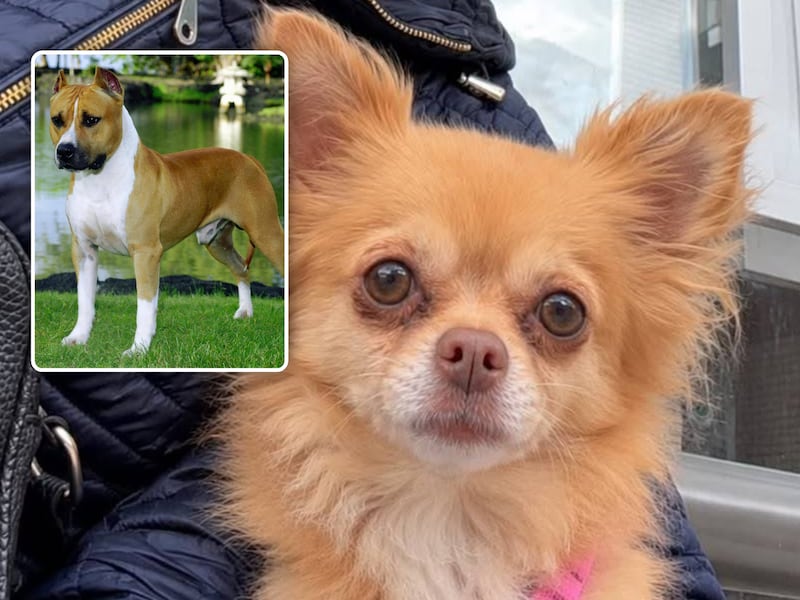 Chihuahua Prutske werd aangevallen door een Amerikaanse stafford (kleine foto ter illustratie).