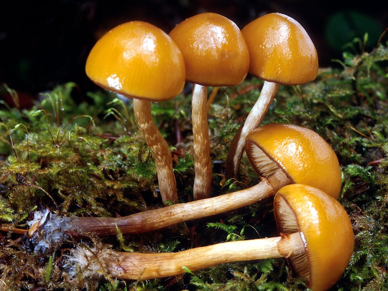 Illustratiebeeld: Bundelmosklokje (Galerina marginata)
