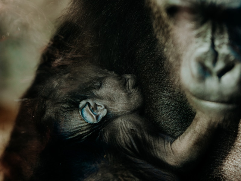 Antwerpse Zoo verwelkomt piepjonge babygorilla: “Het kleintje klampt zich stevig vast aan mama ”