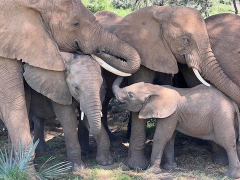 Afrikaanse olifanten in het Samburu National Reserve in Kenia.