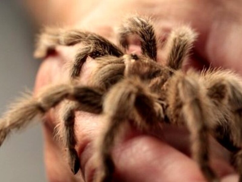 Rosie de tamme tarantula